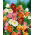 Klokketræ - Abutilon hybridum - Udsøgte klokkeformede blomster i hvid, gul og rød - Friske frø