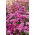 Sóvirág - Karmazsinvörös - Limonium sinuatum - Élénk rózsaszín virágok, nyári elegancia - Friss vetőmagok