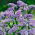 Statice - Lavender - Limonium sinuatum - Graceful Purple Flowers, Dried or Fresh - Fresh Seeds