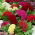 Lav Celosia cristata, Hanekam - Celosia argentea var. cristata nana - Fløjlsblød pragt, langvarige farver - Friske frø