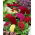 Lav Celosia cristata, Hanekam - Celosia argentea var. cristata nana - Fløjlsblød pragt, langvarige farver - Friske frø