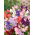 Mazariche Parfumată - amestec de culori - Lathyrus odoratus - Plantă cu creștere rapidă, până la 120 cm - Semințe proaspete