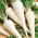 Peterseli "Cukrowa (Gula manis)" - BIJI COATED - 