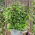 Cinnamon basil - Ocimum basilicum cinnamon - Sweetly Spiced Herb, Enchant Your Dishes - Fresh Seeds