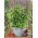 Cinnamon basil - Ocimum basilicum cinnamon - Sweetly Spiced Herb, Enchant Your Dishes - Fresh Seeds