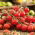 Tomate - Idyll - Tomates cocktail sucrées, pleines de saveur ! - Graines fraîches