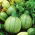 Zucchino - Tondo chiaro di Nizza - Frutto rotondo e succoso con polpa bianca gustosa - Semi Freschi