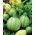 Zucchino - Tondo chiaro di Nizza - Frutto rotondo e succoso con polpa bianca gustosa - Semi Freschi