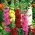 Marsh Mallow - farge utvalg mix - 50 frø - Alcea