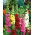 Marsh Mallow - farge utvalg mix - 50 frø - Alcea