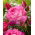 Storblomsteret rose - hvid lyserødkant - potteplante - 