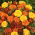 Studentenblume - Mischung - Tagetes patula - Ein echter Blickfang, schützt vor Schädlingen - Samen