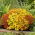 Aksamitník jemnolistý - směs - Tagetes tenuifolia - Odolné a dlouho kvetoucí syté barvy - Čerstvá semena