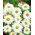 Kopretina bílá - Chrysanthemum leucanthemum - Přátelská k opylovačům, dlouhotrvající záře - Čerstvá semena