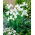 Lis (Iris × hollandica) - White Excelsior - pakket van 10 stuks