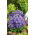 Tussock Bellflower, Carpathian Harebell - พันธุ์สีน้ำเงิน - 3000 เมล็ด - Campanula carpatica
