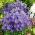 Tussock Bellflower, Carpathian Harebell - พันธุ์สีน้ำเงิน - 3000 เมล็ด - Campanula carpatica