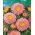 Roze-oranje chinese "Princess" aster - 500 zaden - Callistephus chinensis