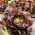 Zelena salata "Rosemarry" - 900 sjemenki - Lactuca sativa L. var. capitata  - sjemenke