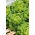 ผักกาดหอมหัวเนยสีเขียว "Ewelina" - เมล็ดที่ผ่านการบำบัดแล้ว - Lactuca sativa L. var. Capitata