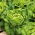 ผักกาดหอมหัวเนยสีเขียว "Ewelina" - เมล็ดที่ผ่านการบำบัดแล้ว - Lactuca sativa L. var. Capitata