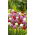 Gazon d'Espagne à larges feuilles - Mélange - Armeria pseudarmeria - Parfait pour jardins de rocaille et bordures - Graines fraîches