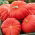 Giant squash "Rouge vif d'Etampes" - s velikim, spljoštenim, rebrastim voćem - 9 sjemenki - Cucurbita maxima  - sjemenke