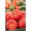 Giant squash "Rouge vif d'Etampes" - s velikim, spljoštenim, rebrastim voćem - 9 sjemenki - Cucurbita maxima  - sjemenke