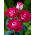 Storblomsteret rose - cremet-hvid-pink - potteplante - 