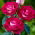 Storblomsteret rose - cremet-hvid-pink - potteplante - 