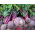 BIO Beetroot "Detroit 2" - seed tape - certified organic seeds
