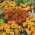 French Marigold - Single flower mix - Tagetes patula - Pest-Repelling, Perfect for Balconies - Fresh Seeds