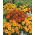 French Marigold - Single flower mix - Tagetes patula - Pest-Repelling, Perfect for Balconies - Fresh Seeds