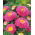 Aster berbunga pompom merah muda - 500 biji - Callistephus chinensis
