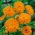 Nechtík lekársky "Radio" - 240 semien - Calendula officinalis - semená