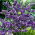 Statice - morado - Limonium sinuatum - Fácil de cultivar, ideal para secar - Semillas frescas