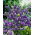 Statice - morado - Limonium sinuatum - Fácil de cultivar, ideal para secar - Semillas frescas