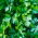 Pasli daun "Festival 68" - TAPE Biji - 
