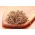 Sprouting seeds - Radish - China Rose - 100 g - Ready in 3-4 Days - Fresh Seeds