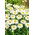 Gewone margriet - wit - Chrysanthemum leucanthemum - zaden