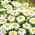 Gewone margriet - wit - Chrysanthemum leucanthemum - zaden