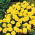 Marigold Prancis "Bocah Kuning" - 153 biji - Tagetes patula nana 