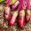 Beetroot - Alexis - Seed tape - Rich Colour, Naturally Tender