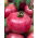 Tomate zmeurie - Malinowy Ożarowski - Recoltare timpurie, ușor de cultivat, cu nuanțe roșii suculente - Semințe proaspete