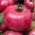 Tomate zmeurie - Malinowy Ożarowski - Recoltare timpurie, ușor de cultivat, cu nuanțe roșii suculente - Semințe proaspete