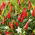 Guindilla "Birdseye" - variedad picante - 