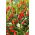 Guindilla "Birdseye" - variedad picante - 