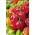 Paprika pálivá - Habanero Red - Extrémně pálivé, dekorativní papričky - Čerstvá semena