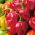 Paprika pálivá - Habanero Red - Extrémně pálivé, dekorativní papričky - Čerstvá semena
