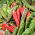 Peperoncino - Anaheim Chili - Frutti allungati dal sapore medio-piccante - Semi Freschi